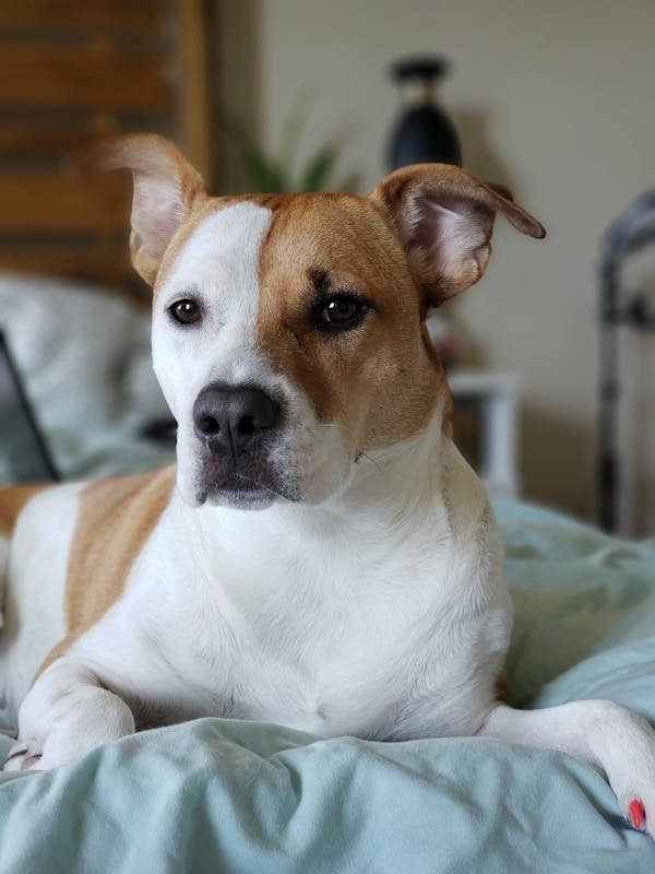 Chien détecteur de punaise de lit : quel coût à paris ?